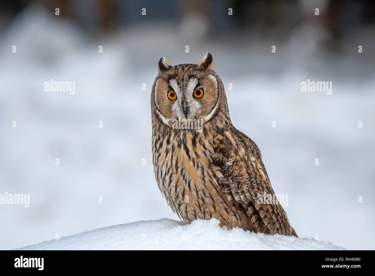 Long-eared owl in winter, Asio otus. Stock Photo