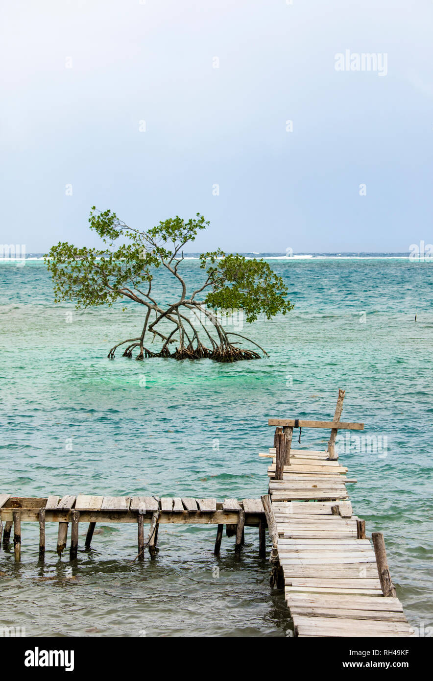 Vertical shot of weathered fishing dock with single mangrove tree on the Caribbean in Roatan, Honduras. Stock Photo