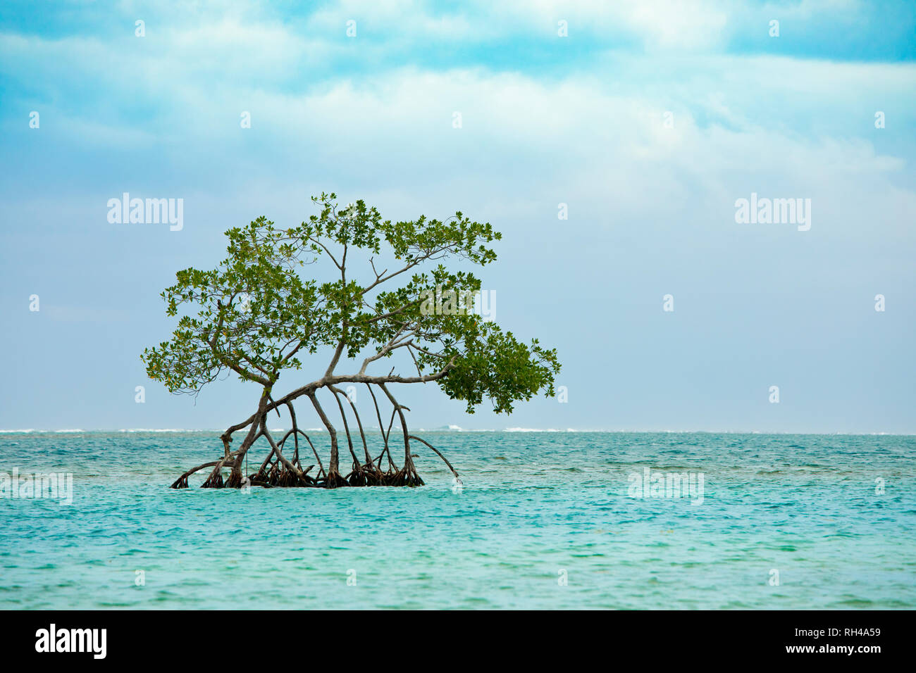 Single mangrove tree growing in the turquoise waters of the Caribbean sea off Roatan, Honduras. Stock Photo