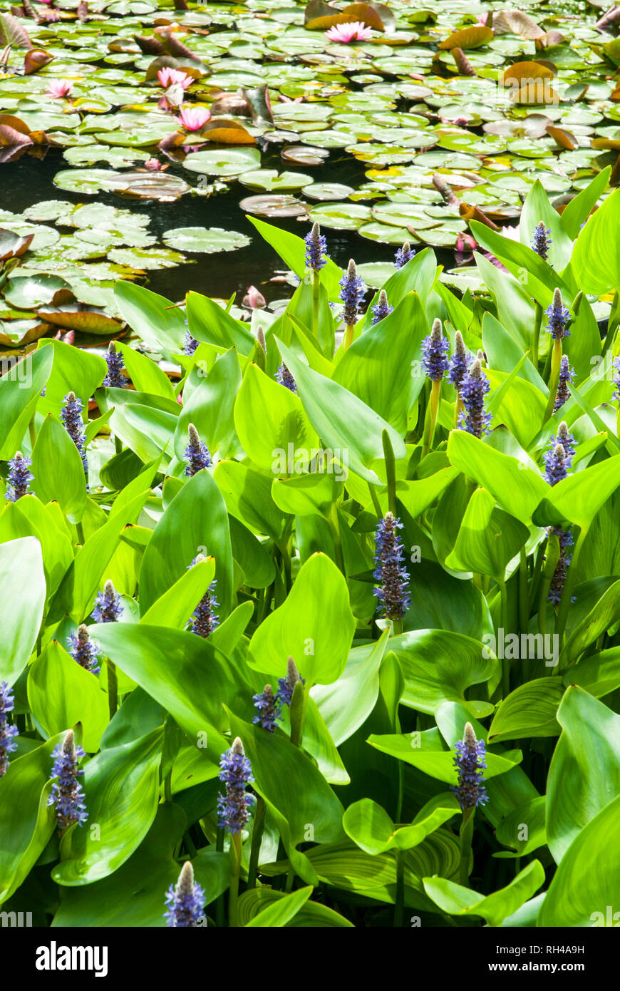 In the foreground a swathe of Giant Pickerel Weed with purple spikes of flowers and heart shaped leaves; in the background a pond with water lilies. Stock Photo