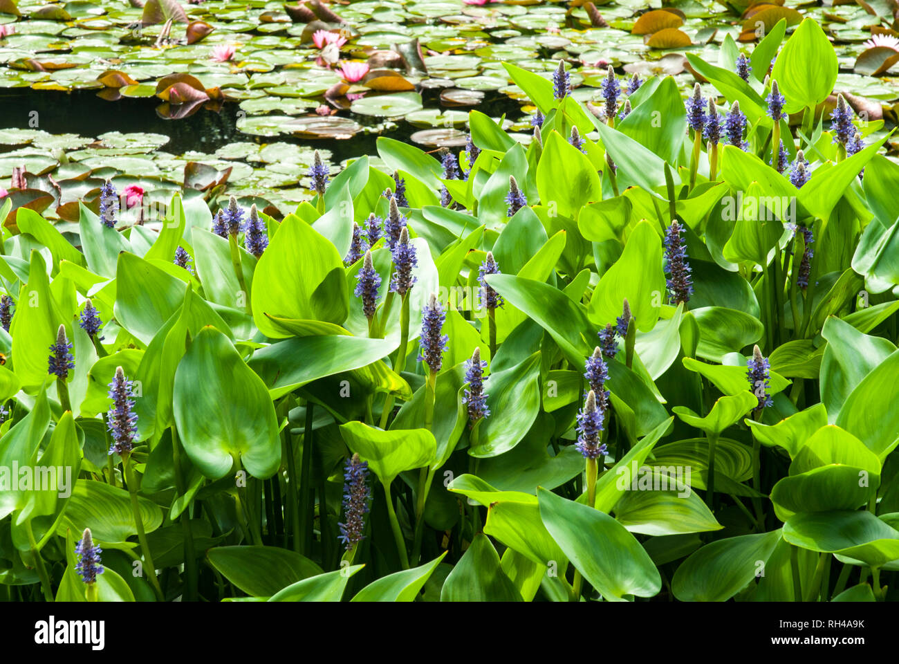 In the foreground a swathe of Giant Pickerel Weed with purple spikes of flowers and heart shaped leaves; in the background a pond with water lilies. Stock Photo