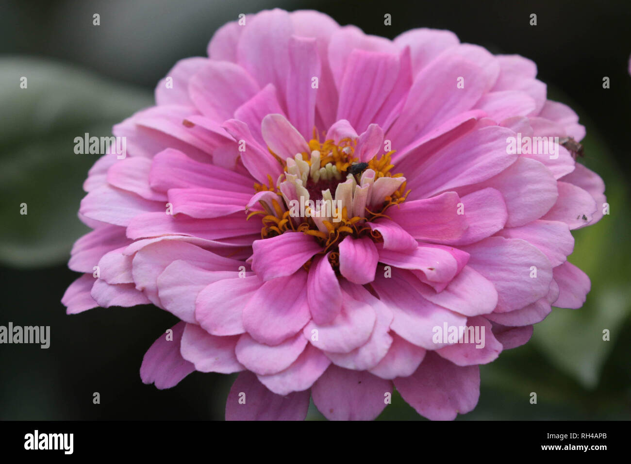 Pink flower on farm tour Stock Photo Alamy