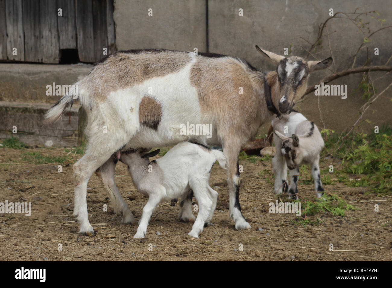 Black neck goats hi-res stock photography and images - Alamy
