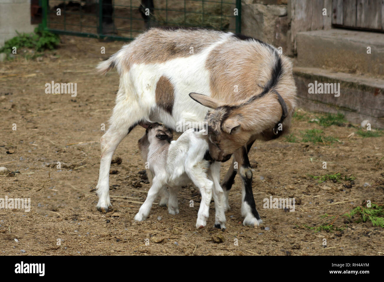 Baby Goats on a farm in spring Stock Photo Alamy