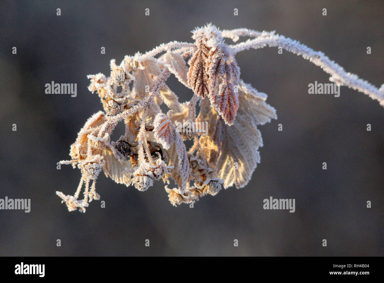 Frost on dead raspberry plant Stock Photo Alamy