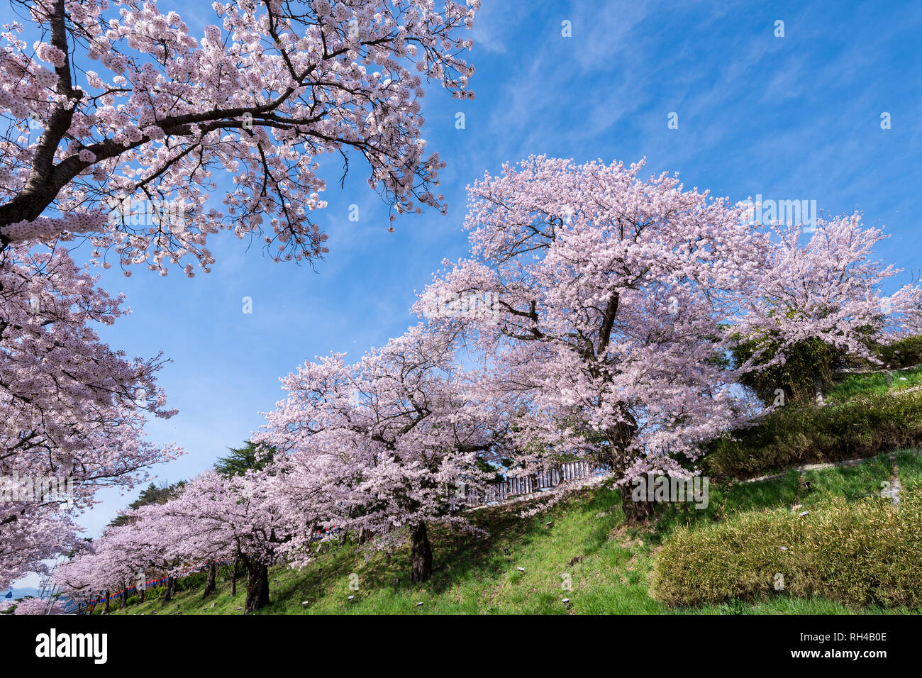 Cherry blossom park in Gangneung city, South Korea Stock Photo Alamy