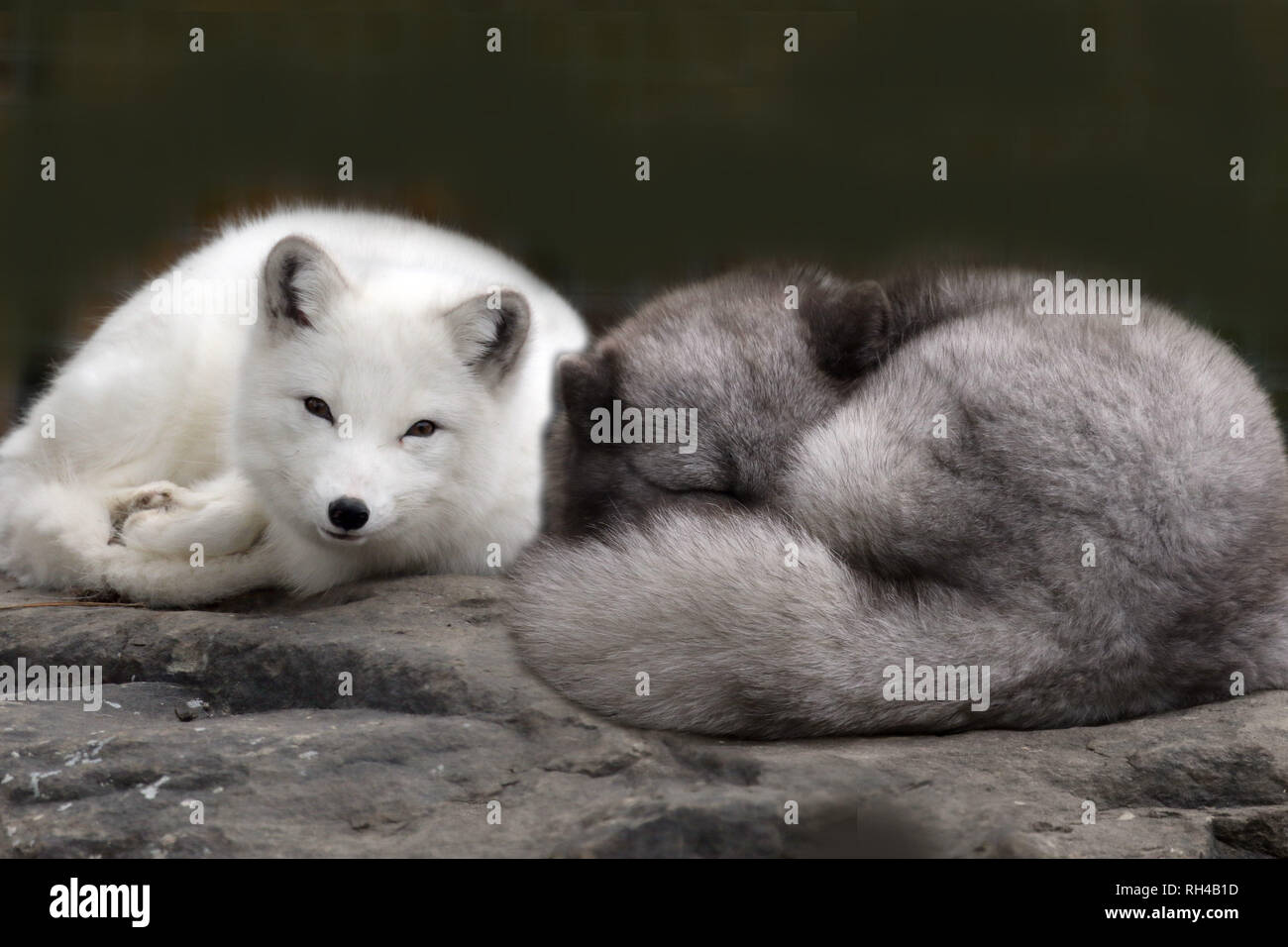 Arctic Foxes asleep in zoo Stock Photo