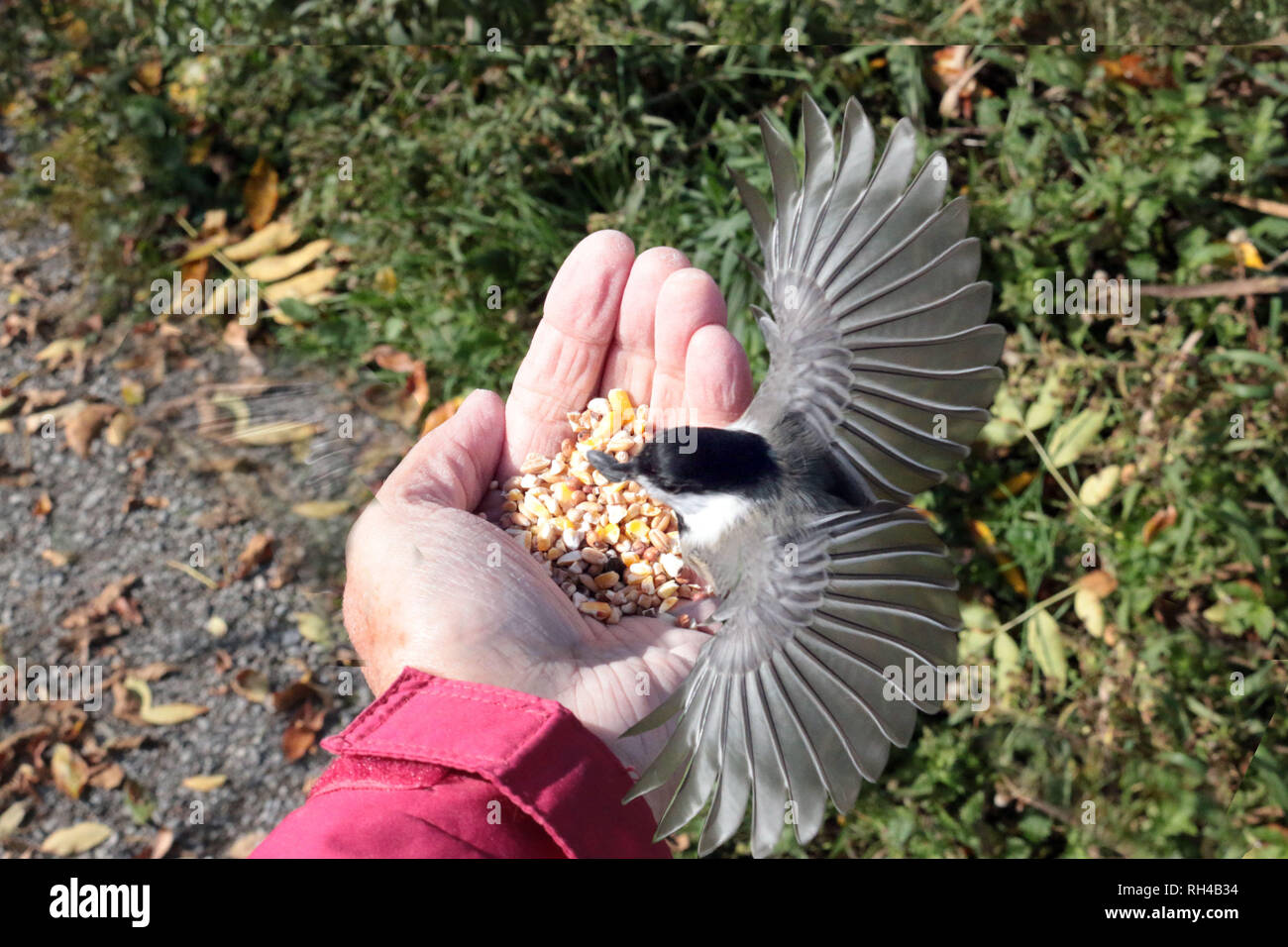 Feeding Chickadee by hand Stock Photo