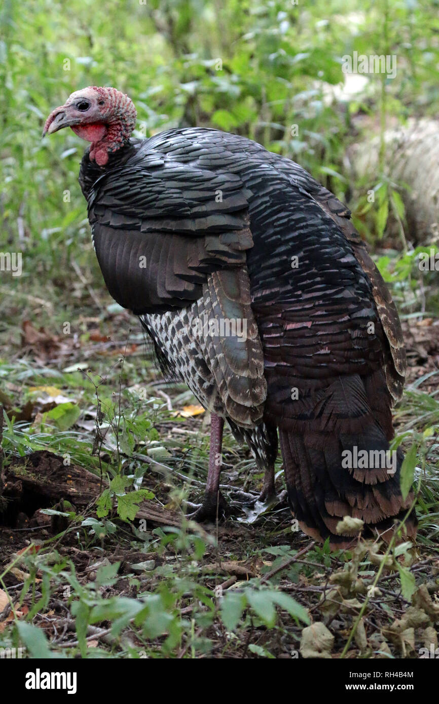 Wild Turkey hen in nature reserve Stock Photo Alamy