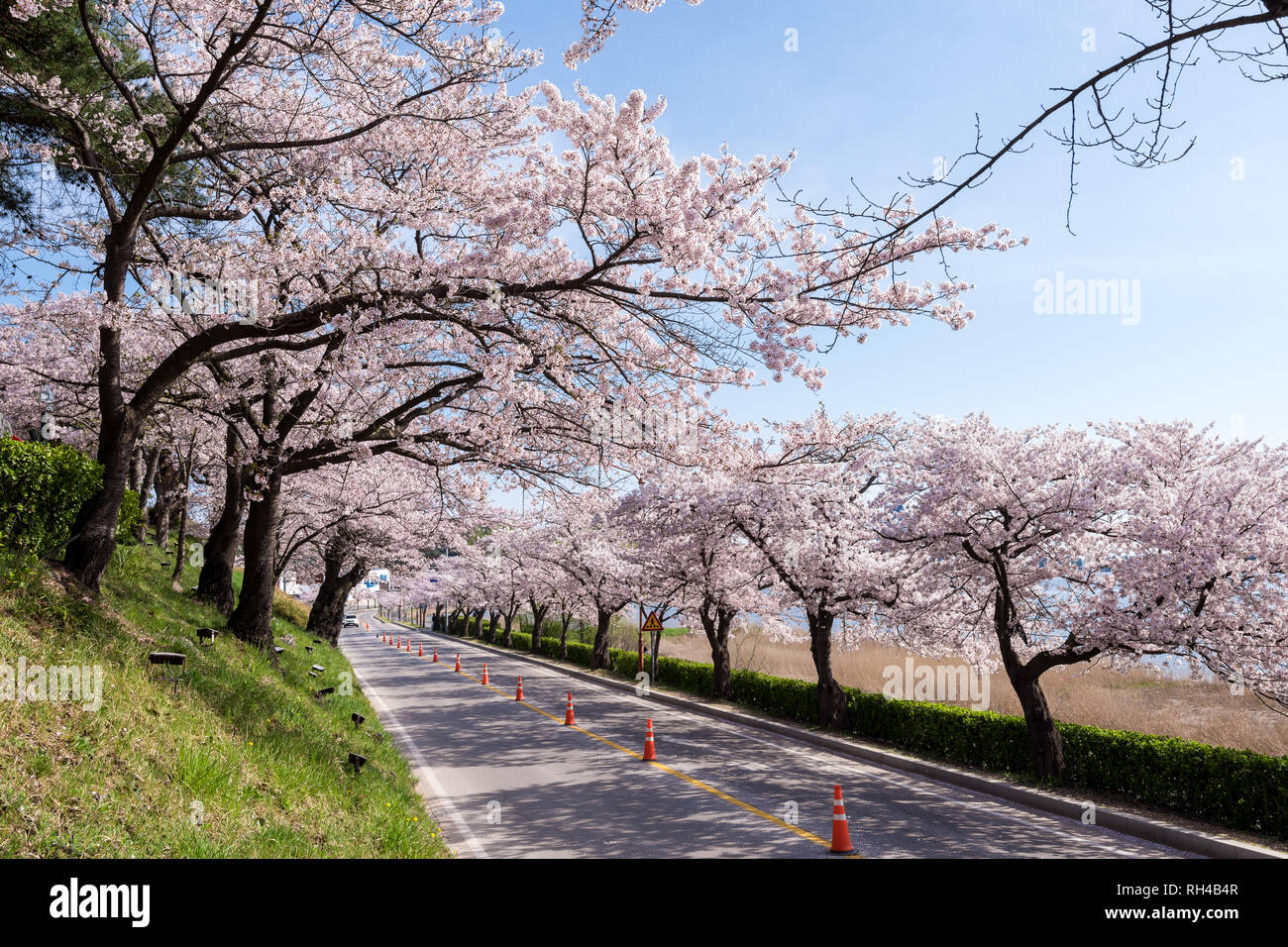Cherry blossom park in Gangneung city, South Korea Stock Photo Alamy