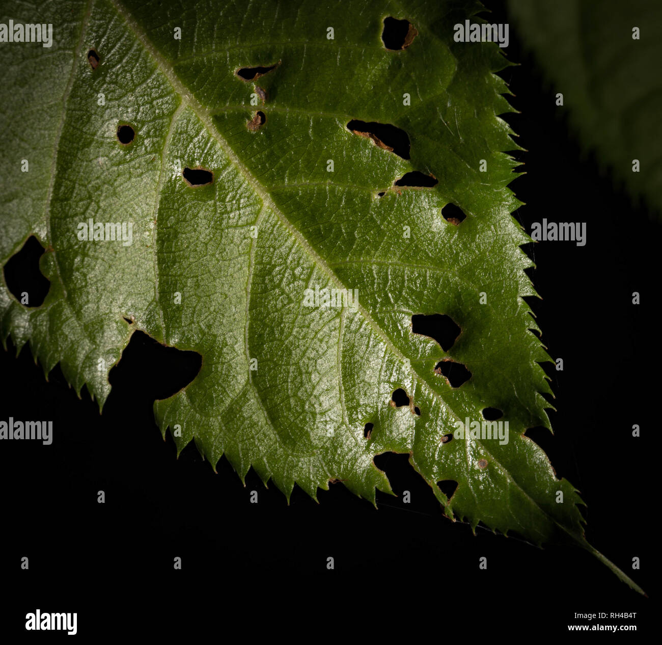 Blackbackground hi-res stock photography and images - Alamy