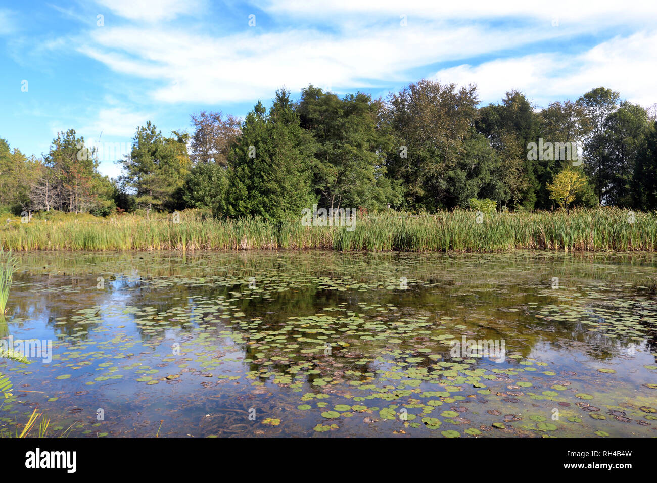 Marsh Scenic in Ontario Canada Stock Photo
