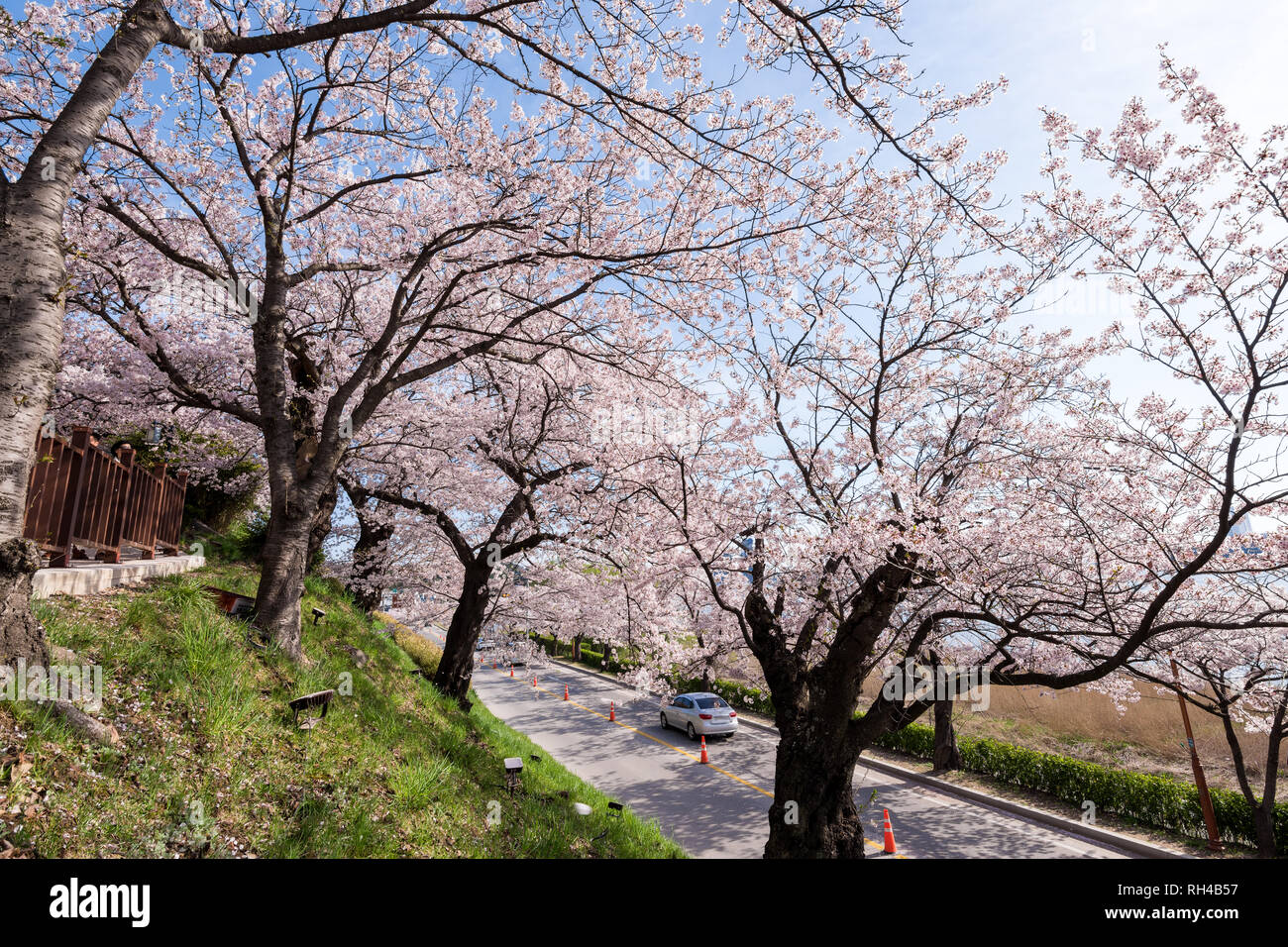 Cherry blossom park in Gangneung city, South Korea Stock Photo Alamy