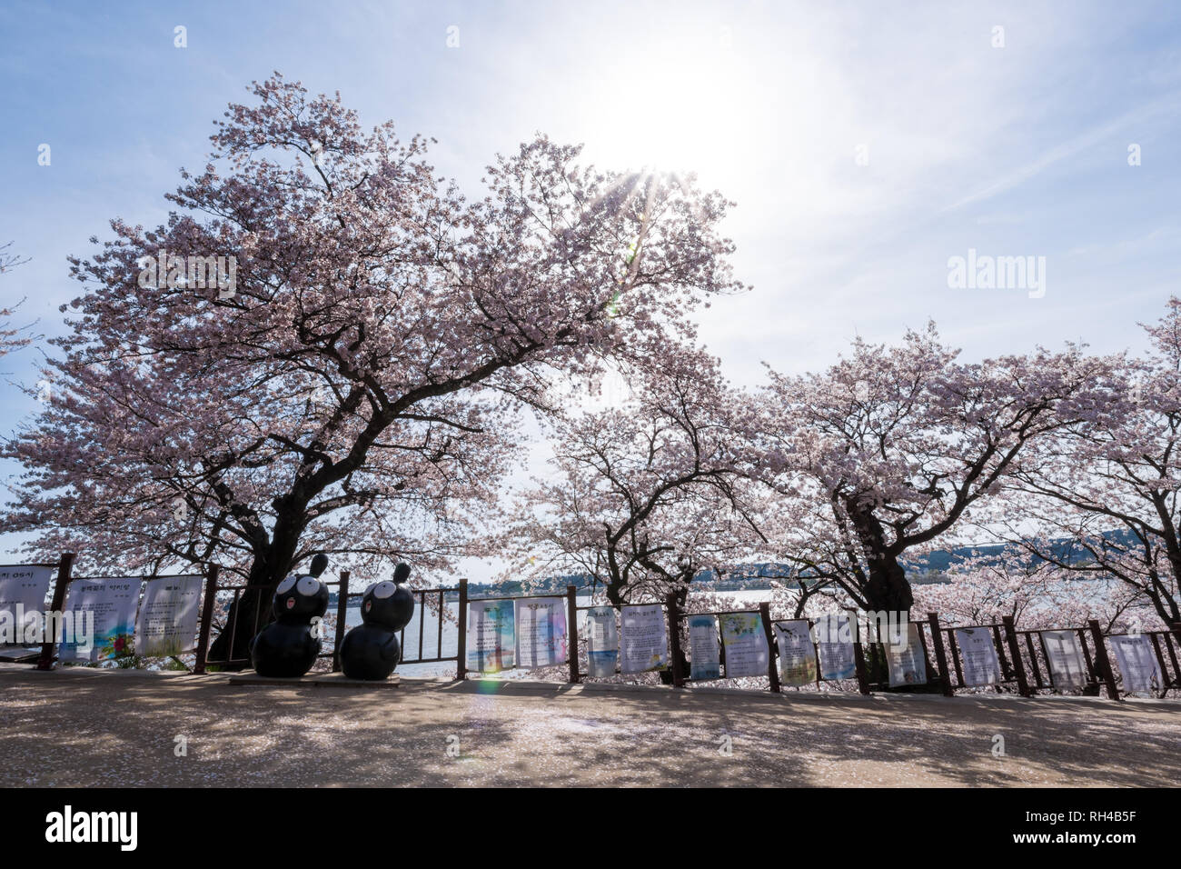 Cherry blossom park in Gangneung city, South Korea Stock Photo Alamy
