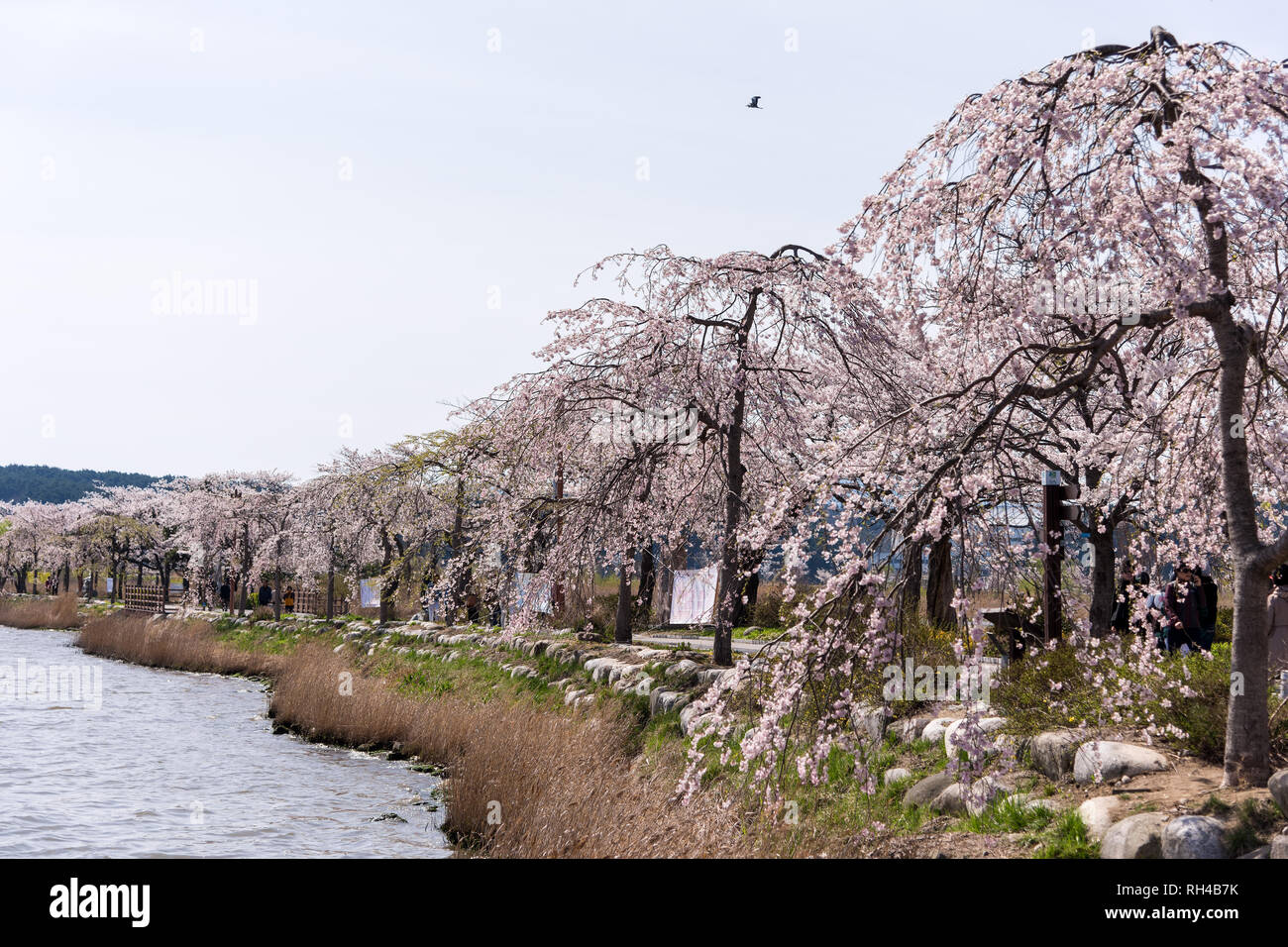 Cherry blossom park in Gyeongpodae lake, Gangneung city Stock Photo Alamy