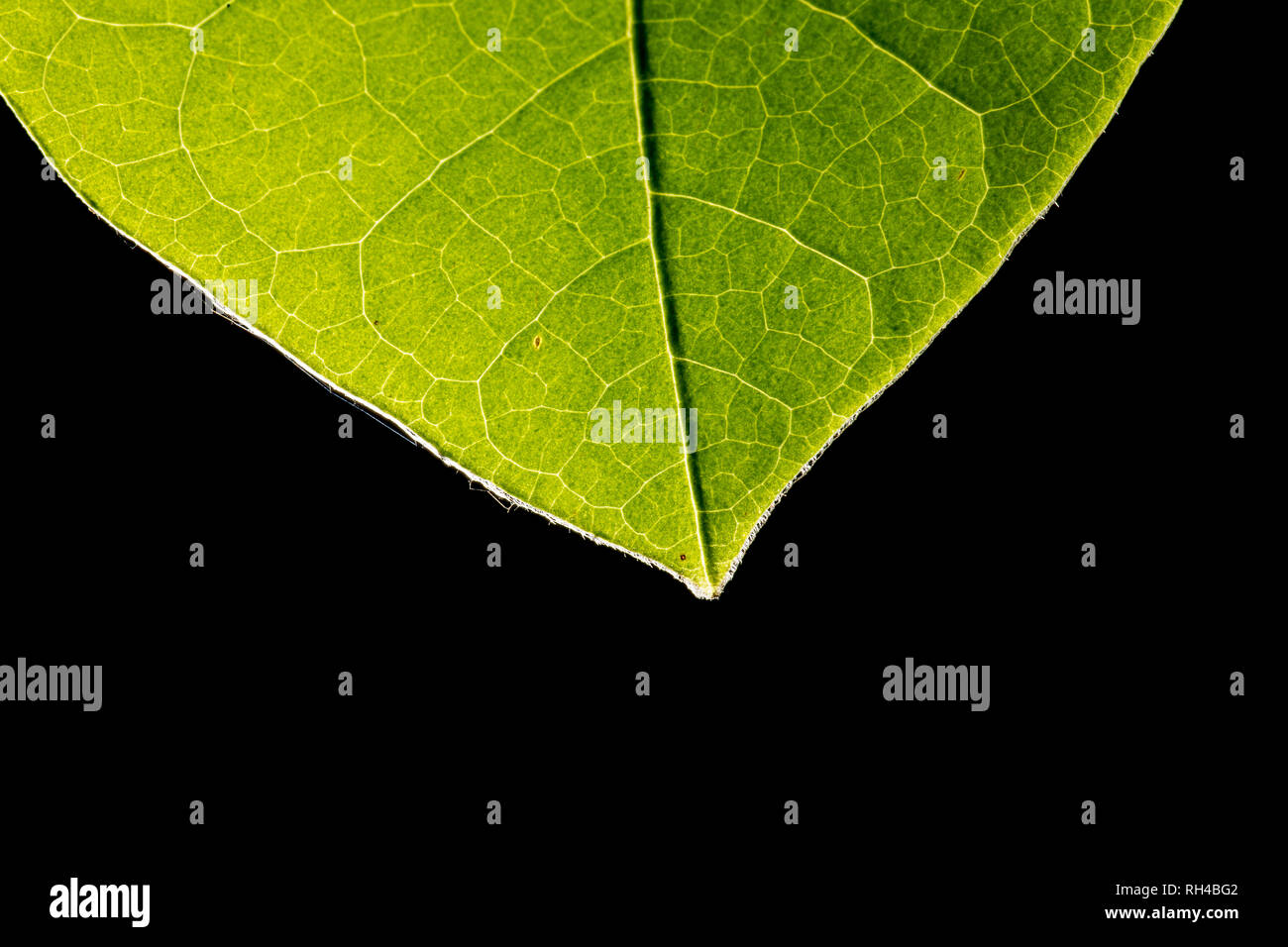 Backlit green leaf showing veins on a black background with copyspace ...