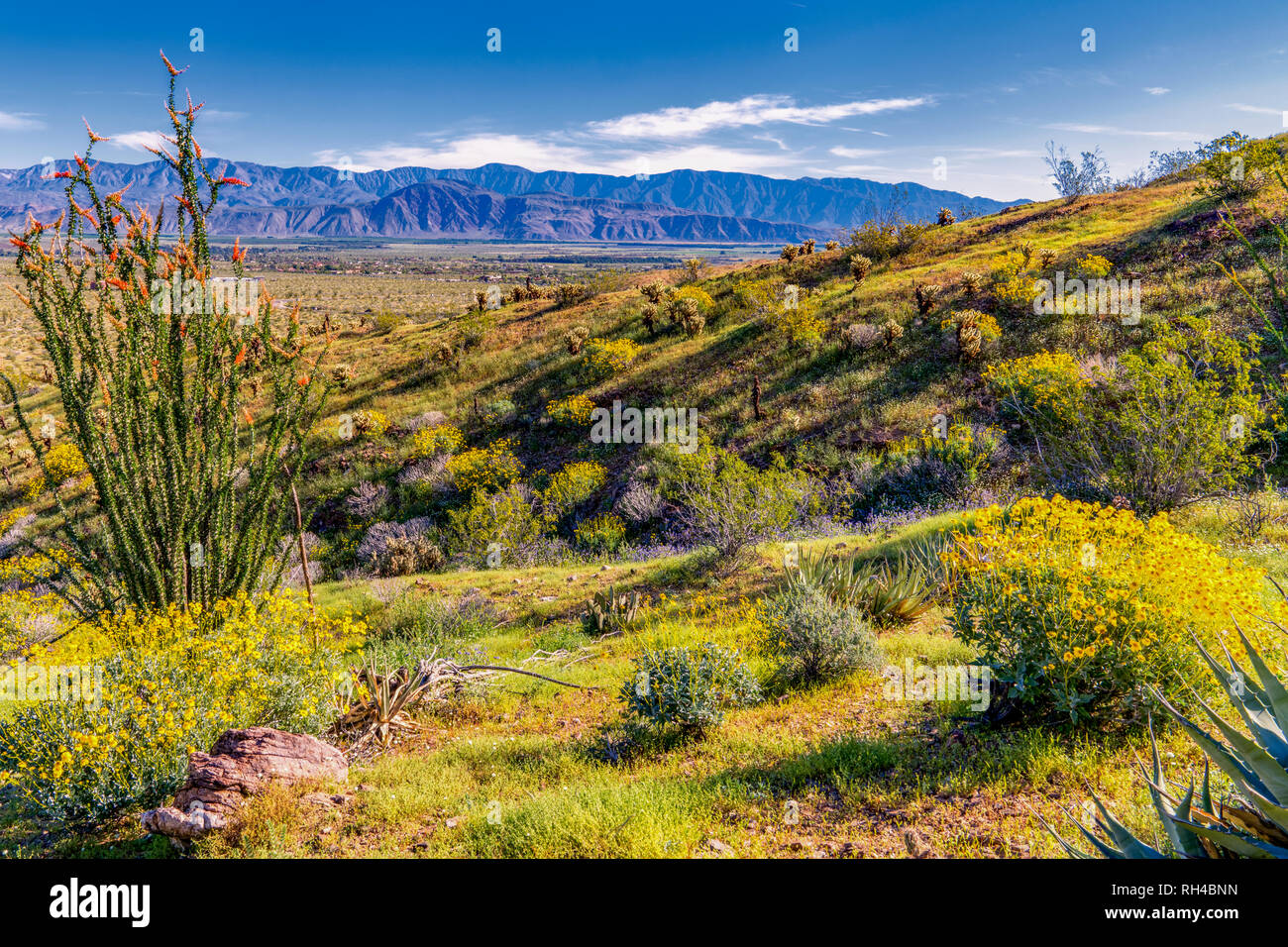 California desert grass hi-res stock photography and images - Alamy