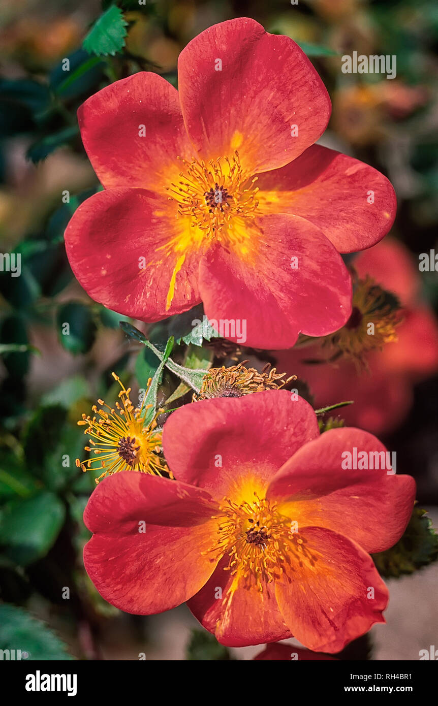 Rosa foetida var. bicolor; Juane Bicolor; Rosaceae; shurb; Hybrid foetida, Hybrid lutea; flower simple red and yellow Stock Photo