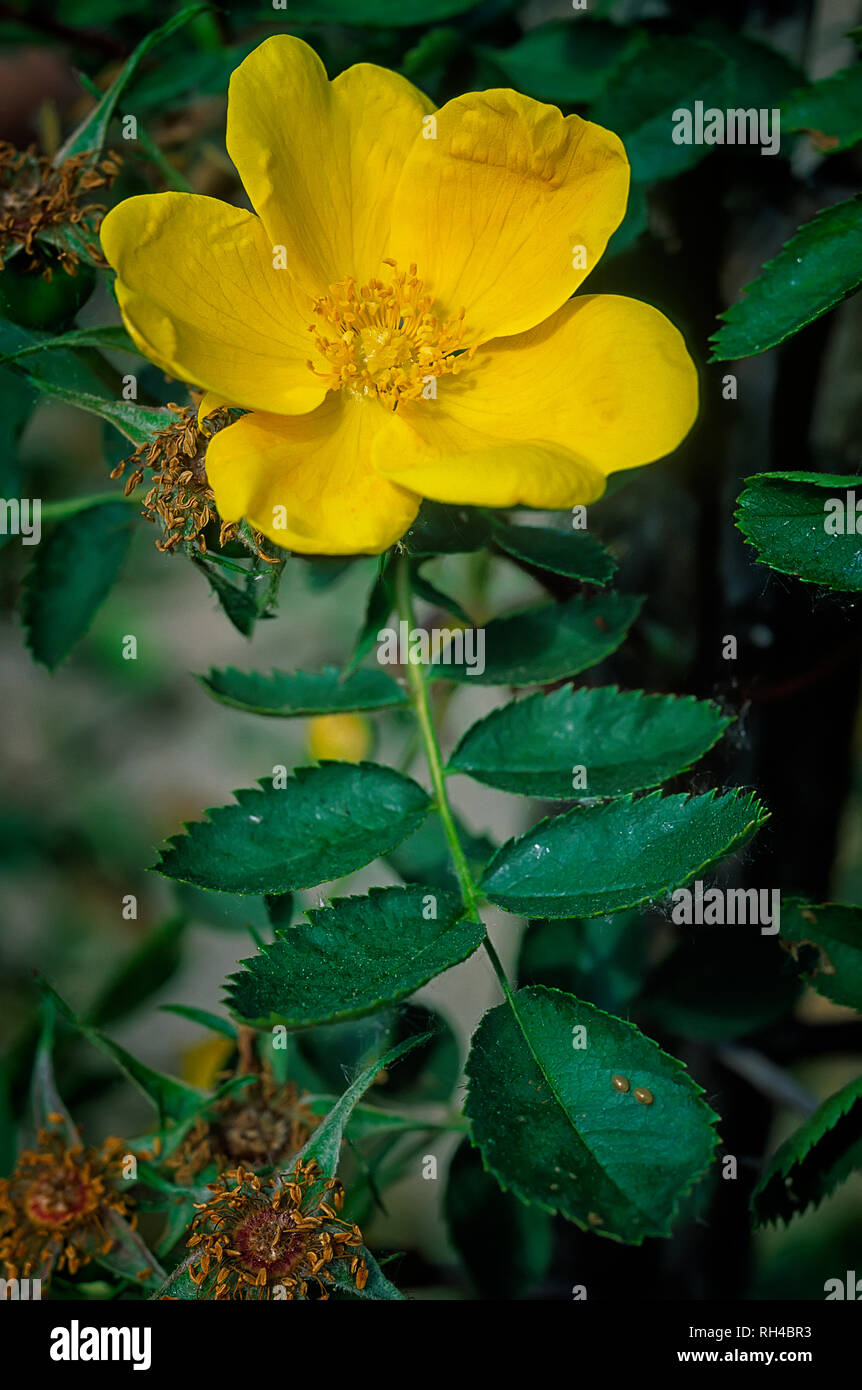 Rosa foetida; Rosa lutea; Rosaceae; shurb; Species; flower simple yellow. Stock Photo