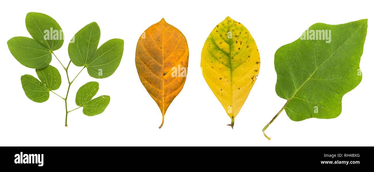 Rainforest Tree Cut Out Stock Images & Pictures - Alamy