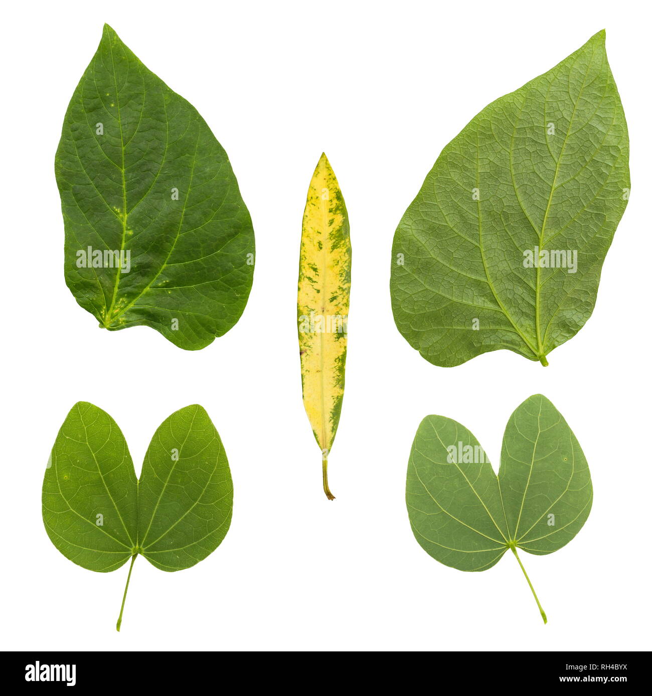 Rainforest Tree Cut Out Stock Images & Pictures - Alamy