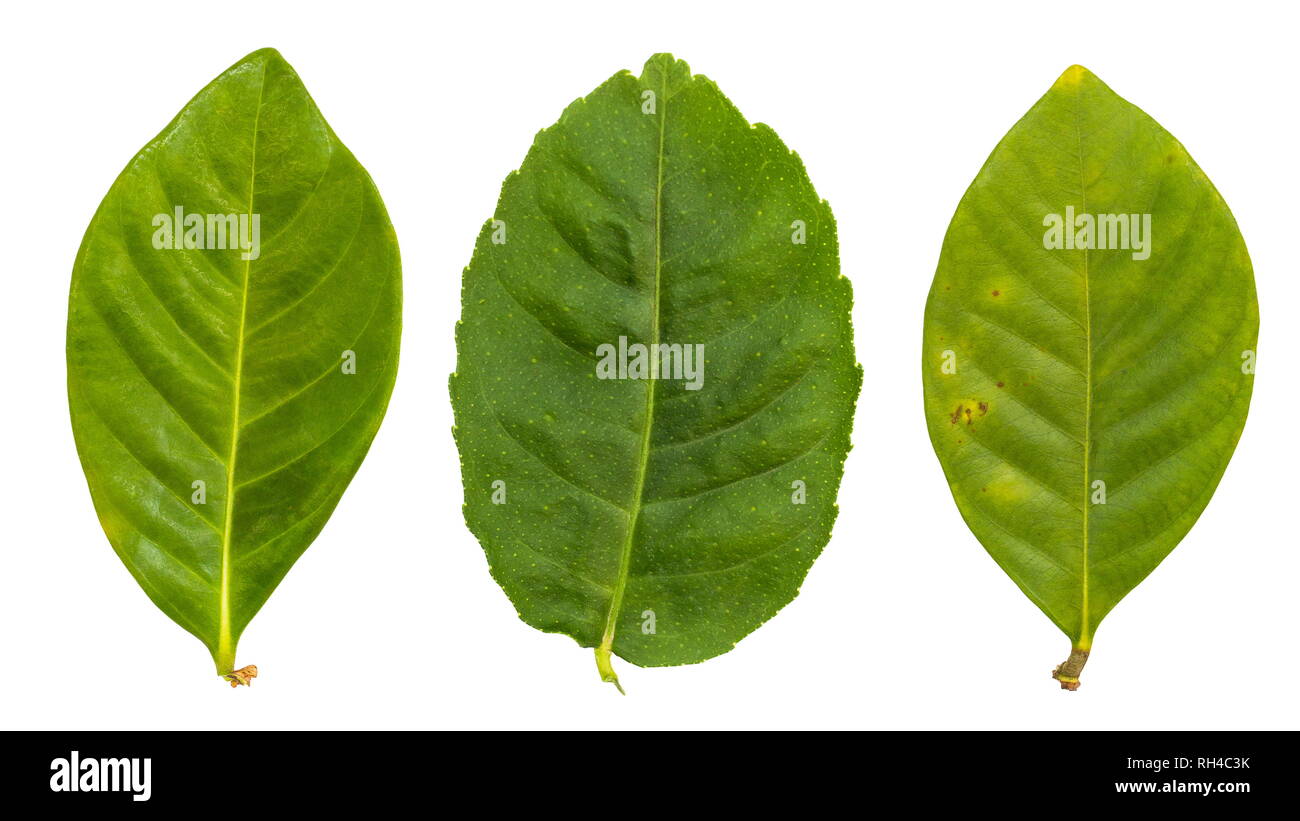 Set of Leaves isolated on a white background Stock Photo - Alamy