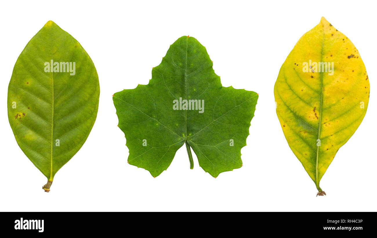 Set of Leaves isolated on a white background Stock Photo - Alamy