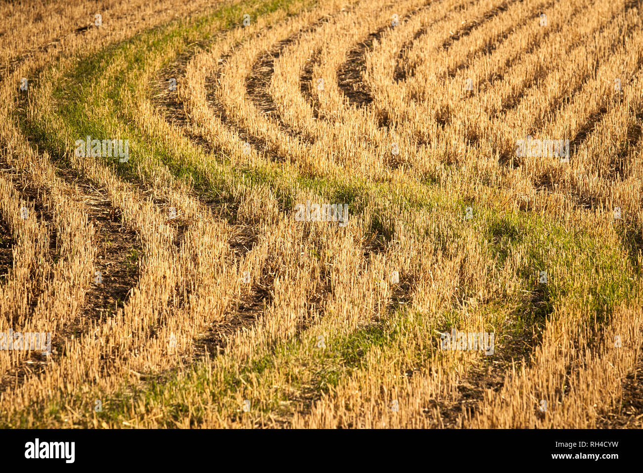 Wavy pattern in crop stubble in English field at the end of summer Stock Photo