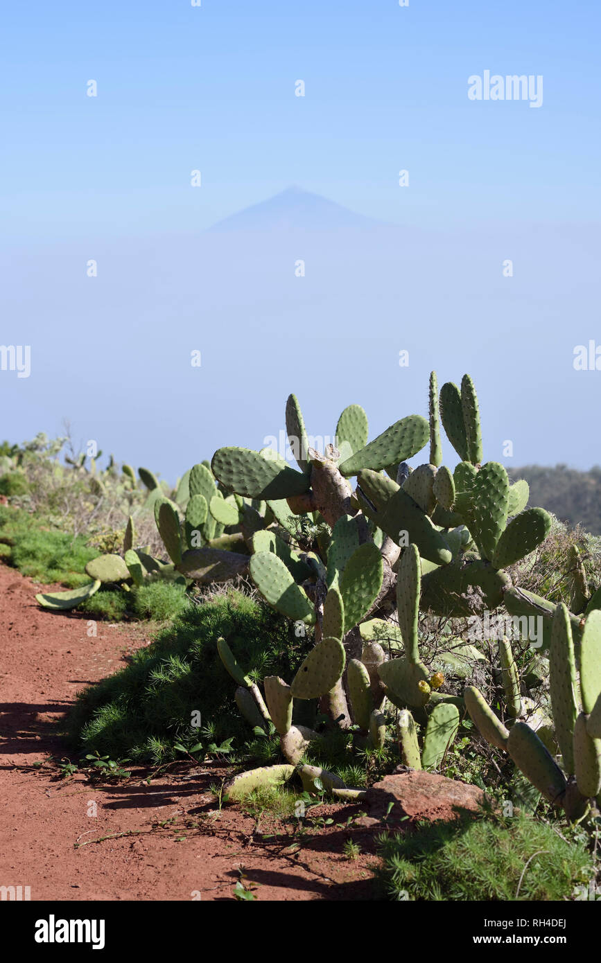 cactus and view of the top of mountain Teide on Teneriffa, La Gomera, Canary Islands, Spain Stock Photo