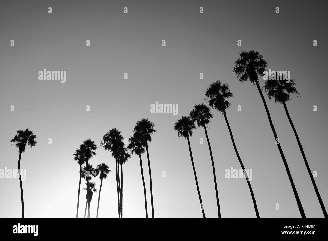 Silhouetted palm trees against sunny sky, Santa Barbara, California, USA Stock Photo