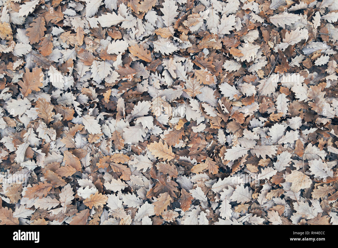 Full frame heap of brown autumn leaves Stock Photo - Alamy