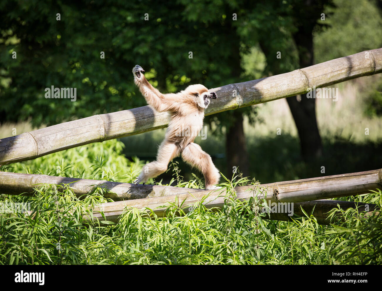 Monkey running on bamboo in sunny zoo Stock Photo