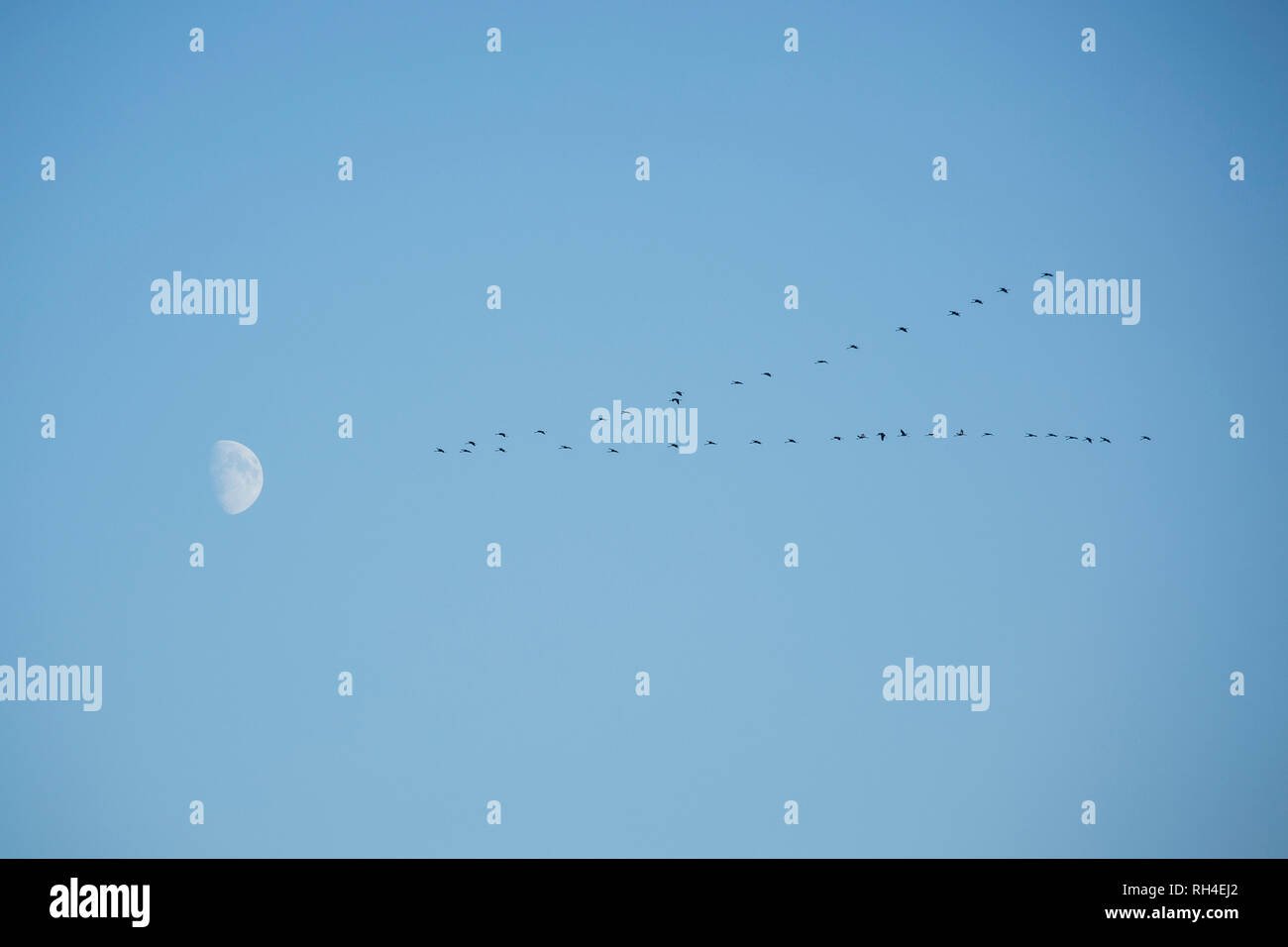Birds migrating, flying in blue sky toward moon Stock Photo