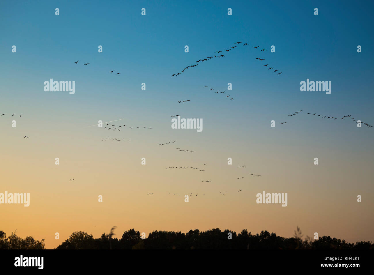 Birds flying in sky at sunset Stock Photo