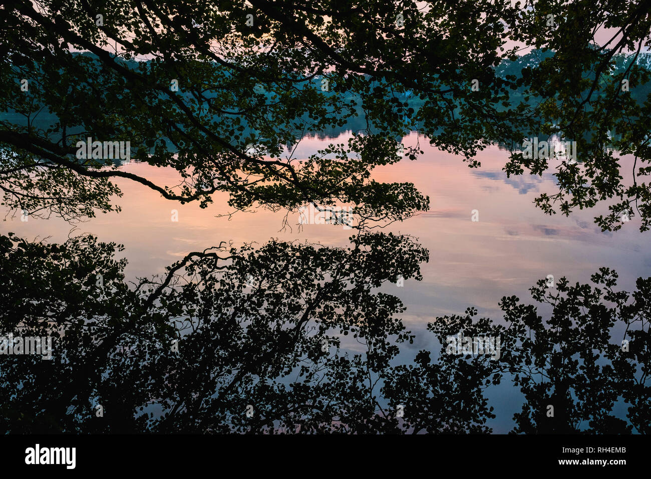 Idyllic silhouetted tree reflection in placid lake at sunset, Luetjensee, Schleswig-Holstein, German Stock Photo