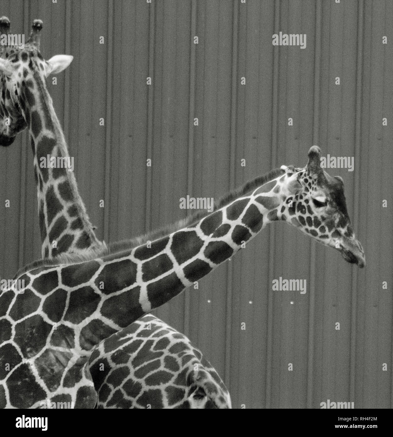 Black and white giraffe photograph Stock Photo Alamy