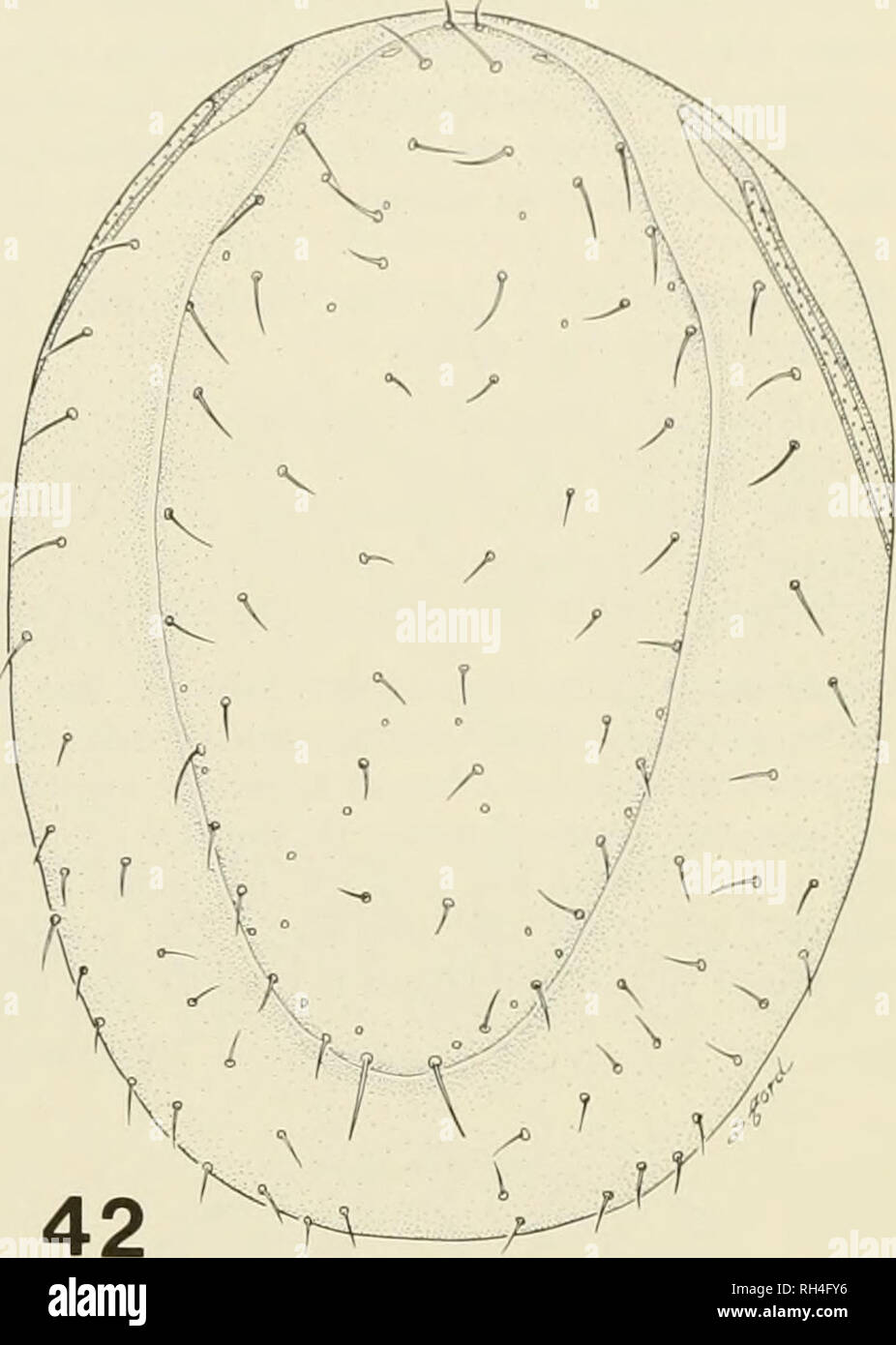 Distinct basal ridge hi-res stock photography and images - Alamy