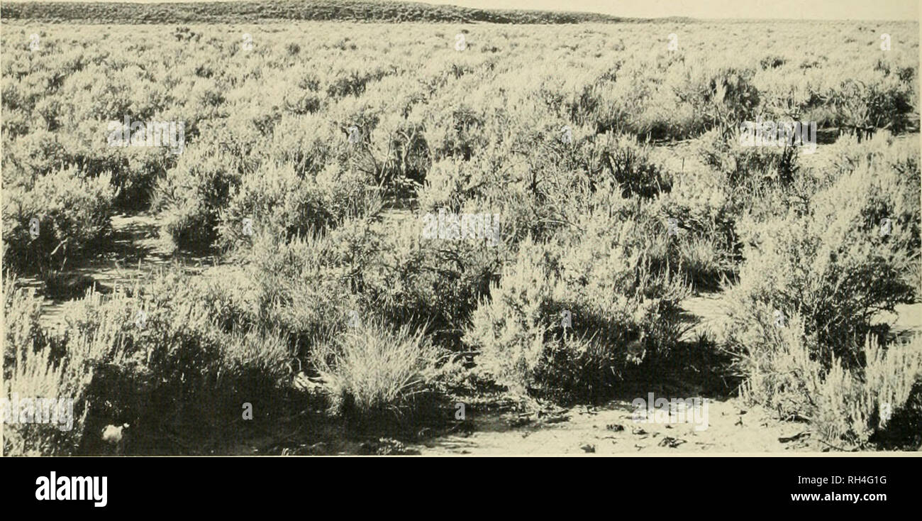 . Brigham Young University science bulletin. Biology -- Periodicals. BRIGHAM YOUNG UNIVERSITY SCIENCE BULLETIN â (&gt;' ..,. ^IliÂ§i0W^^'^' ^''^i0^^m^^^ t'^k^.^rw^ - âr ^ ^M Fig. 1. Typical sagebrush-grass community comprized of Artemisia tridentata, Stipa comata. and Oryzopsis hyinenoides. Please note that these images are extracted from scanned page images that may have been digitally enhanced for readability - coloration and appearance of these illustrations may not perfectly resemble the original work.. Brigham Young University. Provo, Utah : Brigham Young University Stock Photo