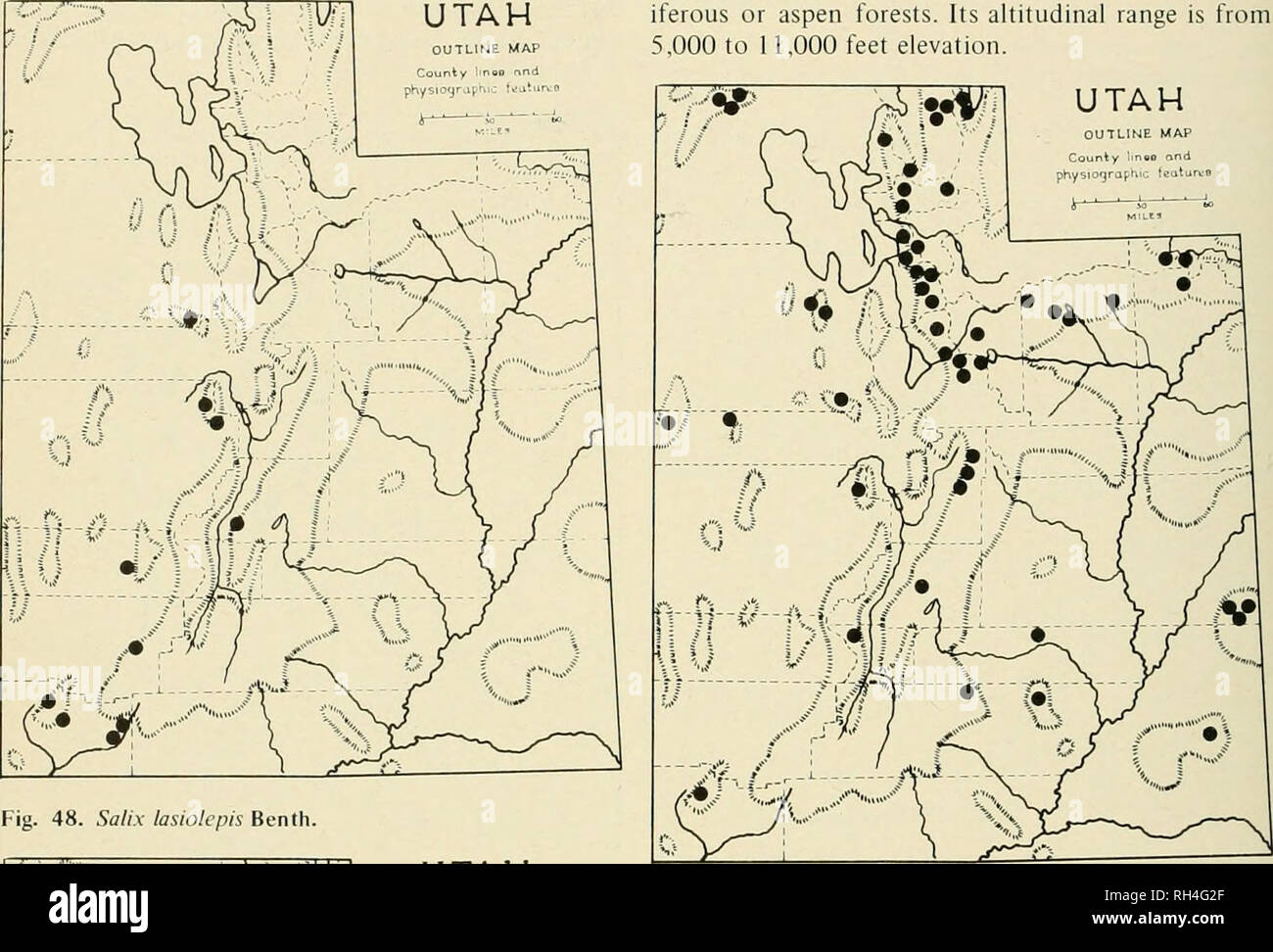 . Brigham Young University science bulletin. Biology -- Periodicals. 24 BRIGHAM YOUNG UNIVERSITY SCIENCE BULLETIN iferous or aspen forests. Its altitudinal range is from 5,000 to 11,000 feet elevation. UTAH OUTLINE MAP. Fig. 48. Salix lasiolcpis Benth. UTAH OUTLINE MAP County liUBB and physiogrciphic featurcB. Please note that these images are extracted from scanned page images that may have been digitally enhanced for readability - coloration and appearance of these illustrations may not perfectly resemble the original work.. Brigham Young University. Provo, Utah : Brigham Young University Stock Photo