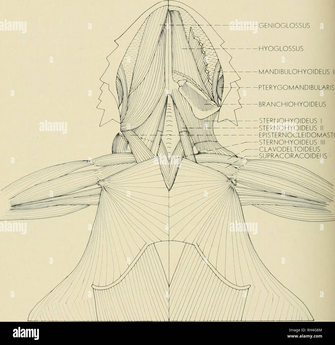 . Brigham Young University science bulletin. Biology -- Periodicals. 12 BniCHAM Young University Science Bulletin GENIOGLOSSUS HYOGLOSSUS MANDIBULOHYOIDEUS III PTERYGOMANDIBULAR^ BRANCHIOHYOIDEUS STERNOHYOIDEUS I STERNOHYOIDEUS EPISTERNOCLEIDOMASTOIDEl STERNOHYOIDEUS CLAVODELTOIDEUS SUPRACORACOIDEUS. Fig. 8. Phrt/nosoma platyrhinos plaiyrhinos. Ventral view of head and thorax musculature. Left Half: second depth. Right Half: third depth. BYU 22838, 22839, 22841, 22840, 22833. 22861. 22830, 22832. 22860. X 3.5. pears continuous with the midline raphe to the wider, anterior part of the muscle. F Stock Photo