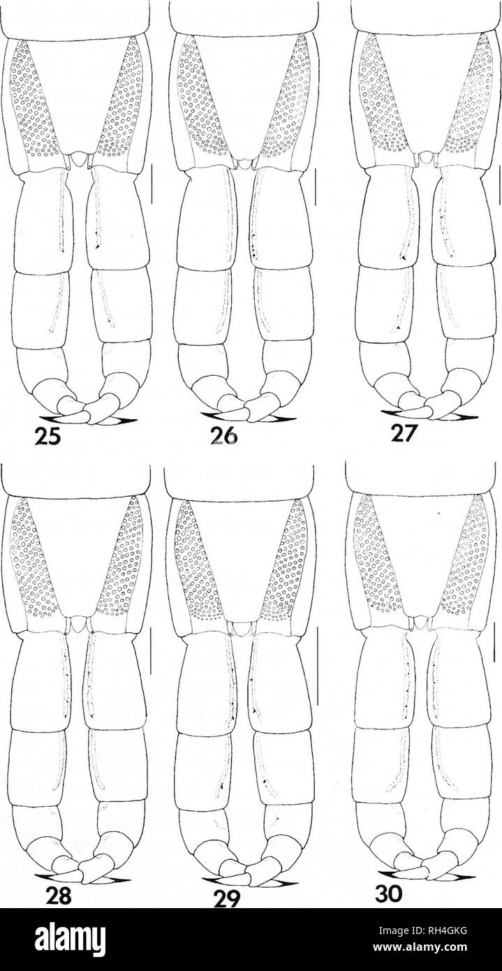 Brimleyana. Zoology; Ecology; Natural history. Centipede Subfamily  Plutoniuminae 89. Figs. 19-30. Variation of the ventral surfaces of the  caudal legs and coxopleurae of T. spinicaudus from selected localities. 19,  McDowell County,