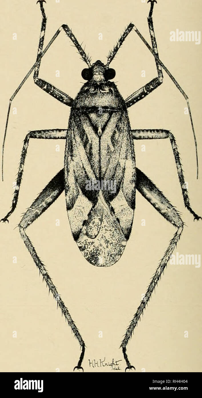 . Brigham Young University science bulletin. Biology -- Periodicals. 228 Brigham Young University Science Bulletin Phytocoris quadriannulipes, new species Fig. 270 In the key this species runs in the couplet with plenus Van D., from which it may be separ- ated by seutellum having a pale median line and apex of antennal segment I not black; male genital segment and claspers distinctive (Fig. 270). Male. Length 7.6 mm, width 2.2 mm. Head: width 1.12 mm, vertex .37 mm; pale yellowish, frons with striae and vertex with reddish brown lines. Rostrum, length 2.9 mm, reaching upon seventh ventral segm Stock Photo