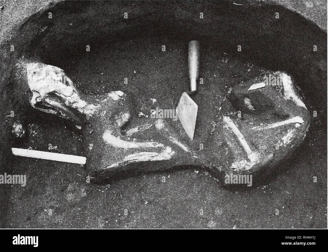 . Brimleyana. Zoology; Ecology; Natural history. Cherokee Dog Burials. Fig. 1. Dog Burial 3 in situ, note extreme flexure of neck, view south (photograph by Gerald F. Schroedl). accommodate the dog, and approximately 20 cm of fill had accumulated in the pit when the animal was interred. The position of the bones indicates that the animal was laid on its right side so that its back followed the curvature of the pit wall. The dog's head was bent forward and under the animal's neck. It is impossible to determine whether this was done after the dog was dead or whether this had caused its death. Gi Stock Photo