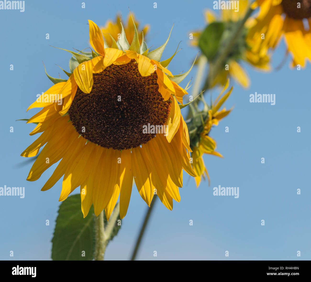 A sunflower is starting to wilt with yellow flowers sticking down toward the ground with a bright blue sky above. Stock Photo