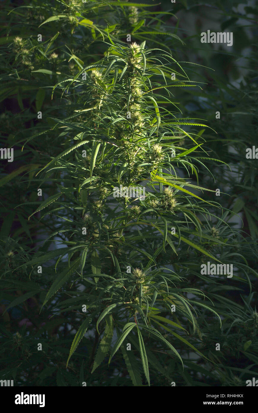 Marijuana is grown for medical purposes, Uruguay Stock Photo