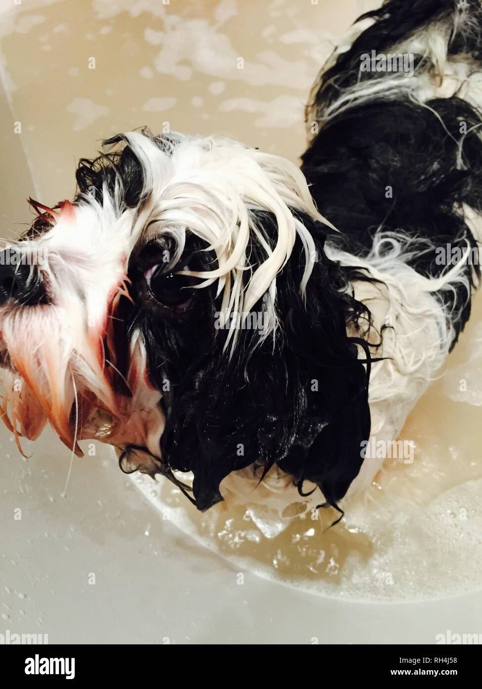 Lhasa Apso Bathtime Stock Photo