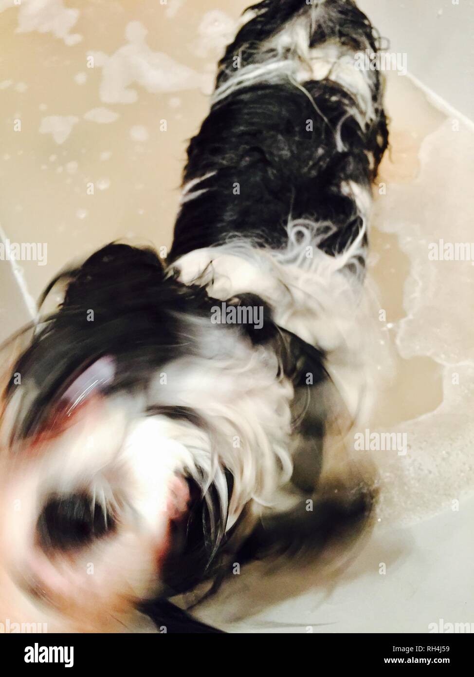 Lhasa Apso Bathtime Stock Photo