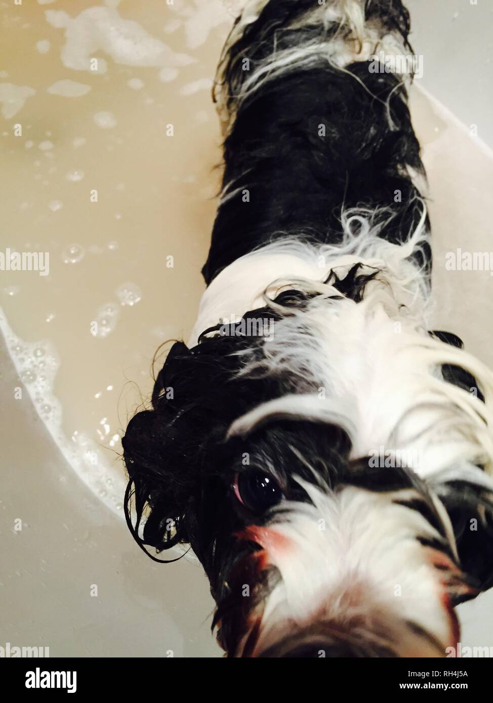Lhasa Apso Bathtime Stock Photo