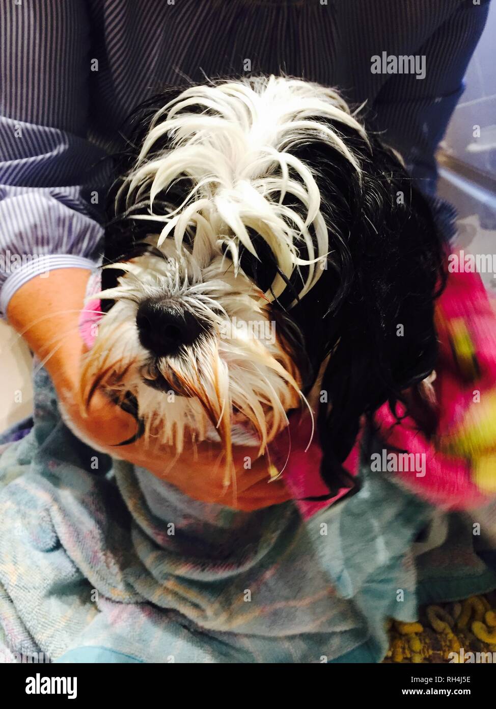 Lhasa Apso Bathtime Stock Photo