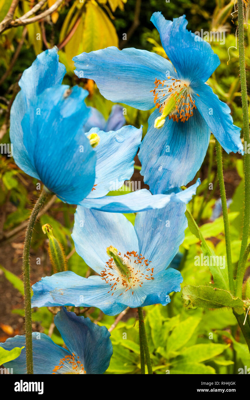 Three bright blue flowers of the Himalayan Blue Poppy, Stock Photo